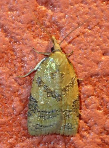 Réf. 208 650 : Sparganothis pilleriana